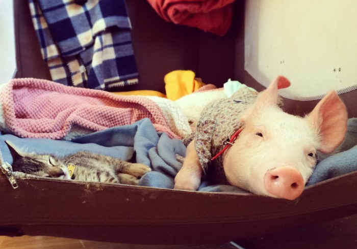 给大家讲解“微信炸 金花链接房卡”房卡获取方式 给大家讲解“微信炸 金花链接房卡”房卡获取方式