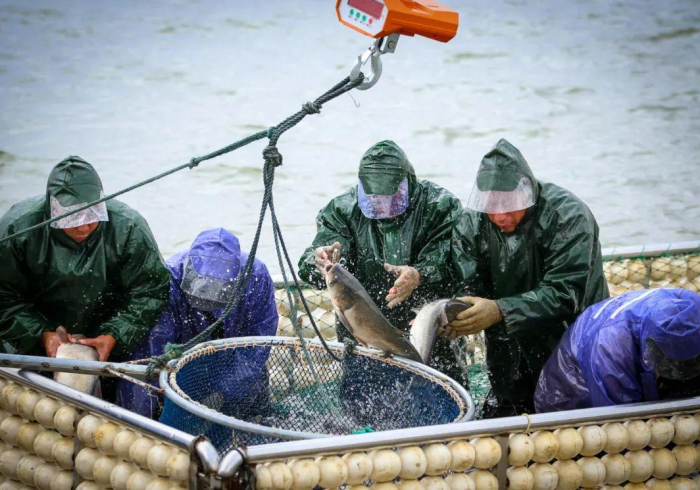 今日教程“鱼乐达人辅助器安全吗”-详细教程