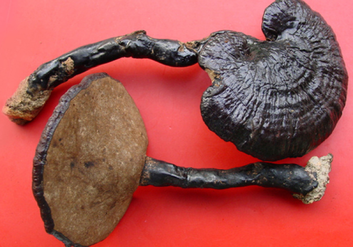 3分钟教程“灵芝国际怎么才能常赢”(太坑了果然有挂) 3分钟教程“灵芝国际怎么才能常赢”(太坑了果然有挂)