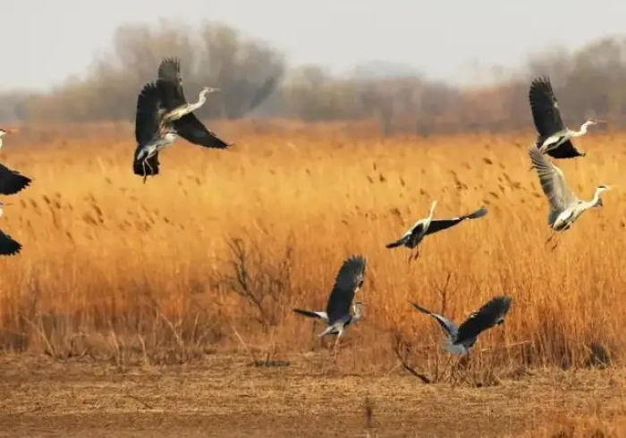 [解答]“野鹤醉烟尘怎么玩会输少赢多”(确实真的有挂)
