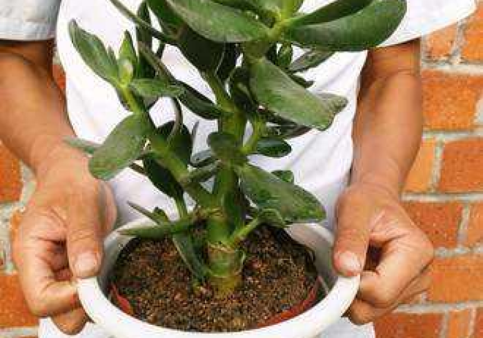 推 荐 一 款 ” 金 枝 玉 叶 有 什 么 绝 招 吗 ! 专 业 师 傅 带 你 一 起 了 解 ( 确 实 有 挂 ) 推 荐 一 款 ” 金 枝 玉 叶 有 什 么 绝 招 吗 ! 专 业 师 傅 带 你 一 起 了 解 ( 确 实 有 挂 )