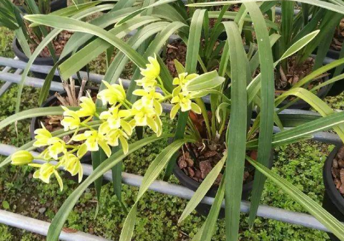 使用分享“松溪同花开挂会不会被检测出来[分享装挂详细步骤]