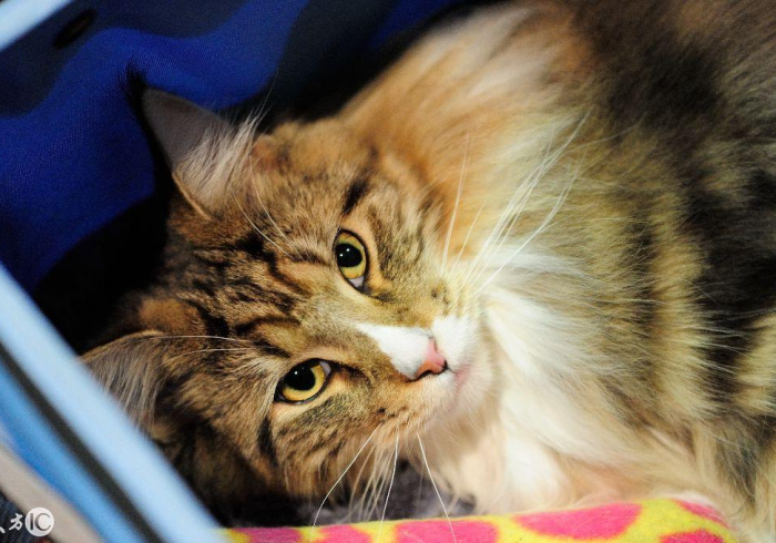 一分钟了解“微信炸 金花房卡链接有挂吗”房卡使用教程