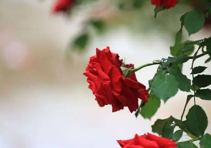 玩家测评“新天道大厅在哪里买房卡”详细房卡教程 玩家测评“新天道大厅在哪里买房卡”详细房卡教程