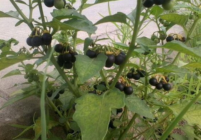 一分钟实测分享“微信牛牛房卡充值购买”详细房卡怎么购买教程 一分钟实测分享“微信牛牛房卡充值购买”详细房卡怎么购买教程