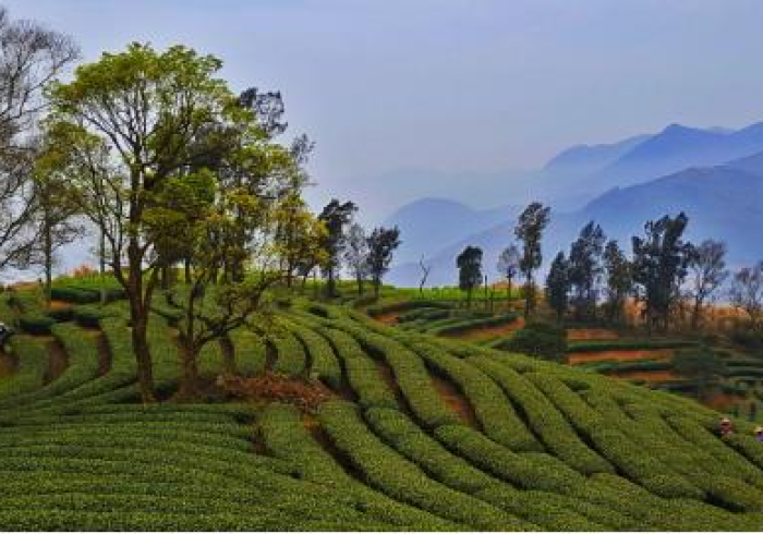 一分钟了解“炸 金花链接创建房间怎么弄”详细房卡使用教程 一分钟了解“炸 金花链接创建房间怎么弄”详细房卡使用教程