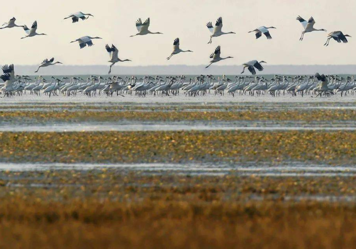 房卡秒懂“炸 金花的房卡在哪里买的”详细房卡教程
