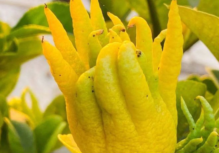 【技术分享】“金华佛手有什么规律”(外卦神器下载)