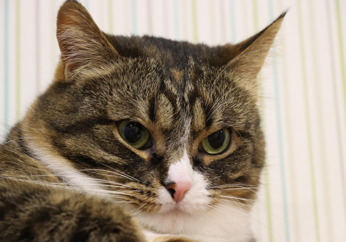 房卡秒懂“斗牛房卡牛牛房卡”房卡使用教程 房卡秒懂“斗牛房卡牛牛房卡”房卡使用教程