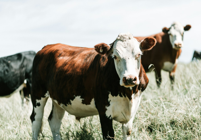 房卡全攻略“皇豪互娱在哪里买房卡”详细房卡怎么购买教程 房卡全攻略“皇豪互娱在哪里买房卡”详细房卡怎么购买教程