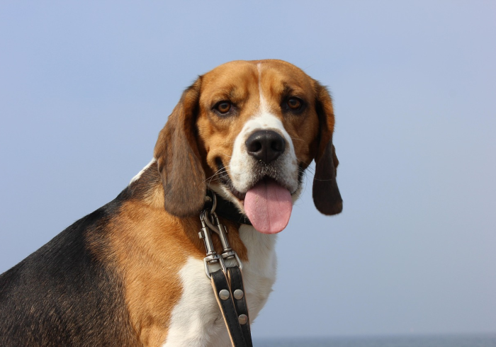 秒懂教程“新蓝鲸大厅牛牛金花房卡”购买房卡介绍 秒懂教程“新蓝鲸大厅牛牛金花房卡”购买房卡介绍