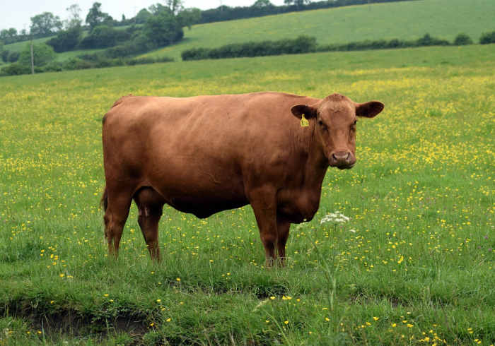 全攻略普及“微信牛牛群房卡”购买房卡介绍