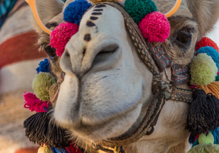 秒懂百科“微信牛牛群斗牛群”详细房卡使用教程 秒懂百科“微信牛牛群斗牛群”详细房卡使用教程