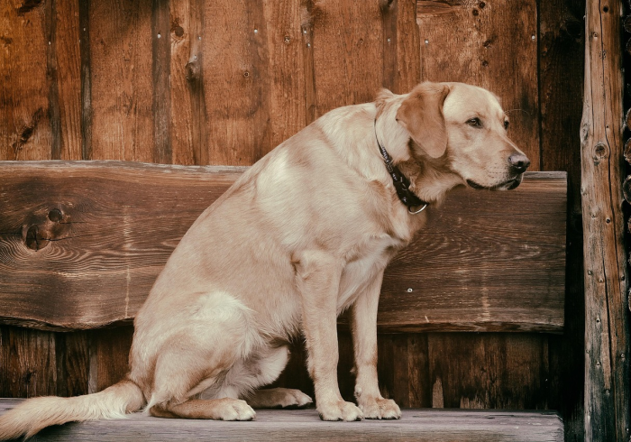 玩家测评“新皇豪牛牛金花房卡如何购买”详细房卡使用教程 玩家测评“新皇豪牛牛金花房卡如何购买”详细房卡使用教程