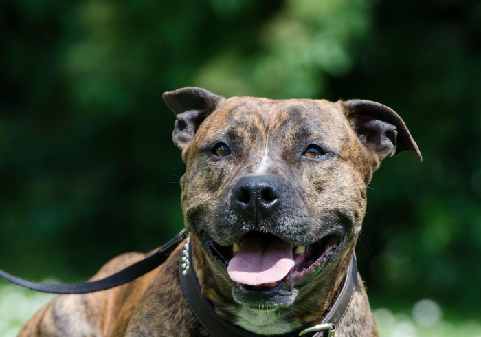 秒懂百科“斗牛房卡牛牛房卡”房卡获取方式