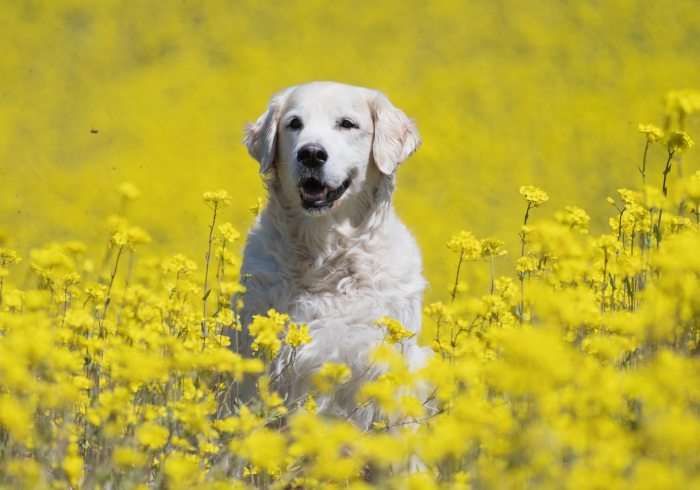 全攻略普及“新琉璃大厅牛牛金花房卡”详细房卡教程 全攻略普及“新琉璃大厅牛牛金花房卡”详细房卡教程
