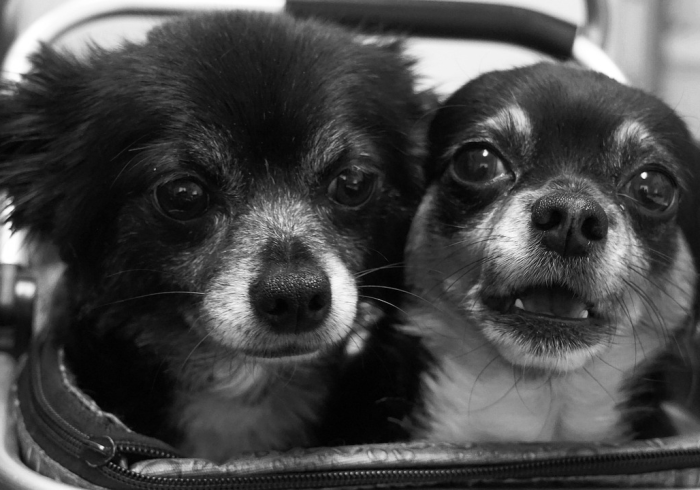 给大家讲解“新琉璃大厅牛牛金花房卡”房卡使用教程 给大家讲解“新琉璃大厅牛牛金花房卡”房卡使用教程