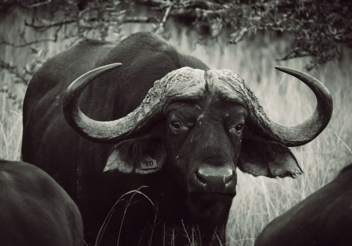 一分钟介绍使用“微信牛牛群斗牛群”房卡获取方式