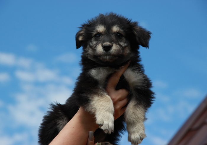 给大家讲解“斗牛房卡牛牛房卡”房卡获取方式