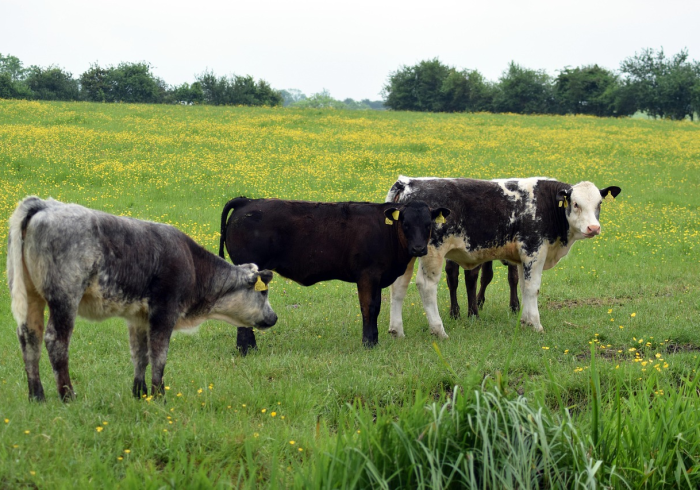 全攻略普及“开牛牛群怎么买房卡”房卡链接获取 全攻略普及“开牛牛群怎么买房卡”房卡链接获取